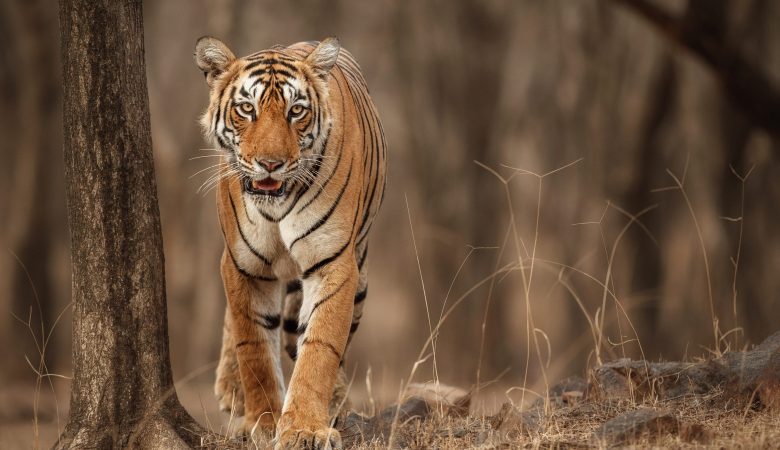 Royal Bengal tigers (Nepal recently doubled the number of tigers in our jungle) Royal Bengal tigers (Nepal recently doubled the number of tigers in our jungle)