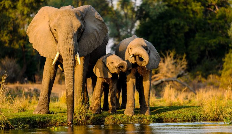 Closeup shot of elephants standing near the lake at sunset
