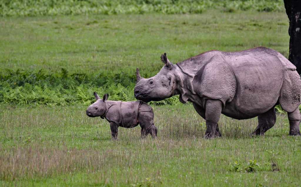 one horn rhinoceros with its mother field, chitwan