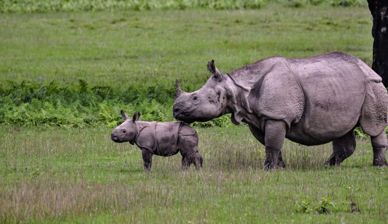 rhinoceros-with-its-mother-field one horn rhinoceros with its mother field, chitwan